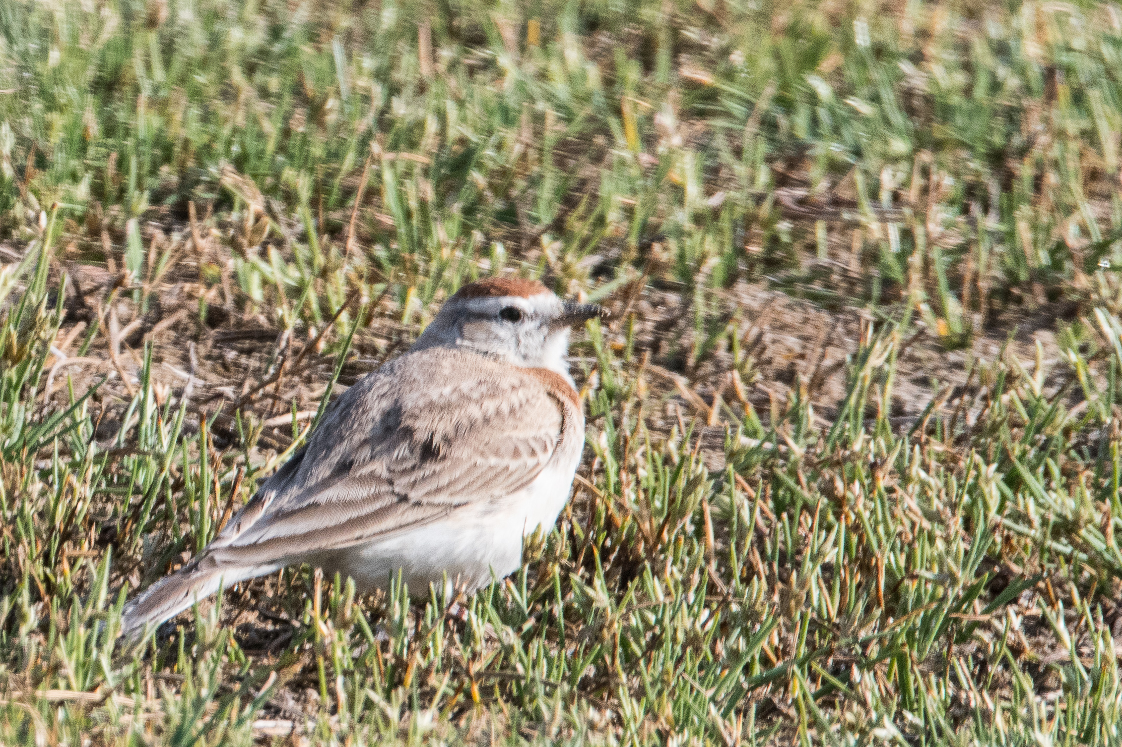 Alouette cendrille adulte (Red-capped lark, Calandrella cinerea ssp spleniata), Vallée de l'Hoarusib, Parc national de la Côte des Squelettes, Namibie.